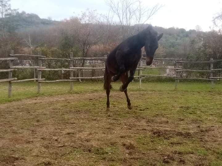 cavallo botticelle libero 198848101_1921299248020206_6599156795354637208_n - copia